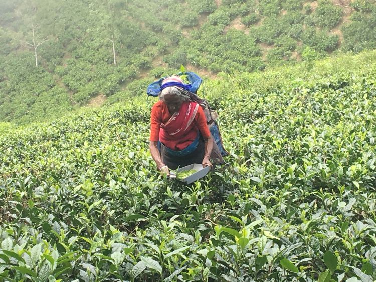 Frauenreise Sri Lanka - Frau auf Teeplantage